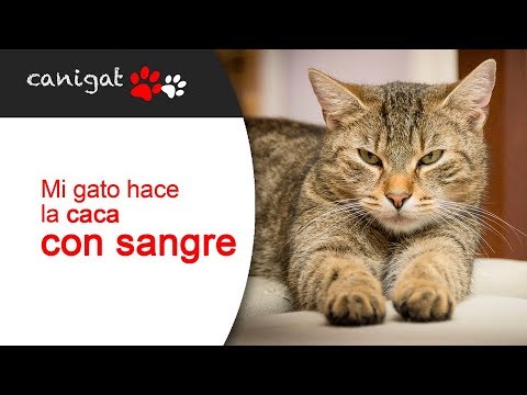 Video: Qué Hacer Si Un Gatito Tiene Heces Con Sangre