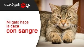 Mi gato hace la caca con sangre, consejos veterinarios para el cuidado y salud de tu gato