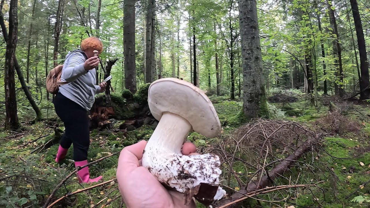 УХ!..Нова ГРИБНИЦЯ Чорний ліс, НЕБЕЗПЕКА НА КОЖНОМУ КРОЦІ! Але ГРИБИ тут Є!