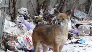 Чупакабра Харьков Помесь лисы и собаки Dogfox Kharkov Чупакабра Харьков Помесь лисы и собаки Dogfox Kharkov