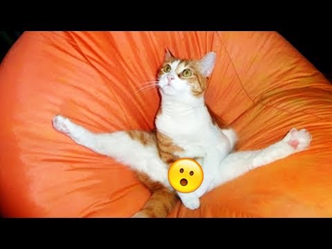50 FUNNY Cat Pictures