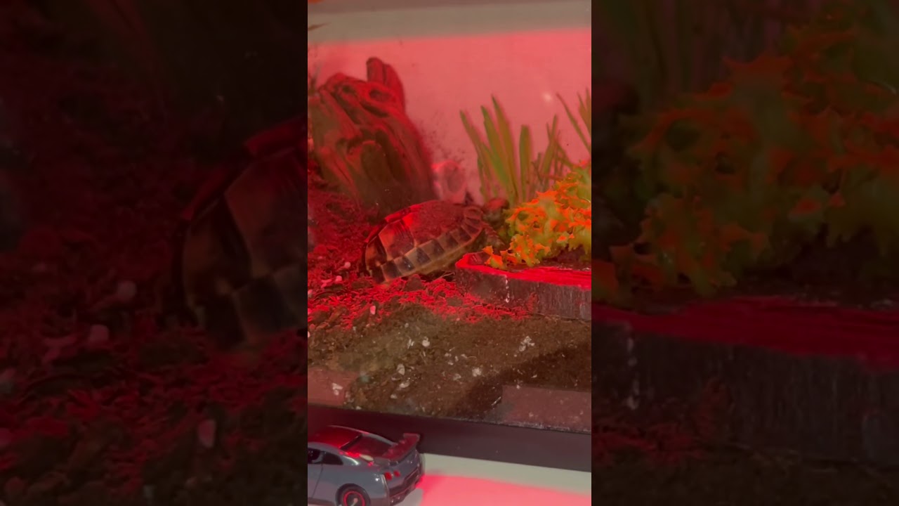 그리스 육지거북 먹방 