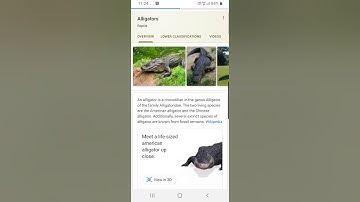 Google 3D Animal l Alligator