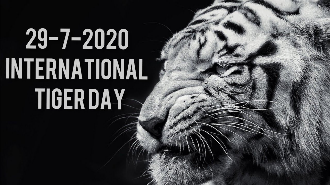 Essay on INTERNATIONAL TIGER DAY / GLOBAL Tiger Day
