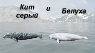 Русская Рыбалка 3.99 Кит серый и Белуха