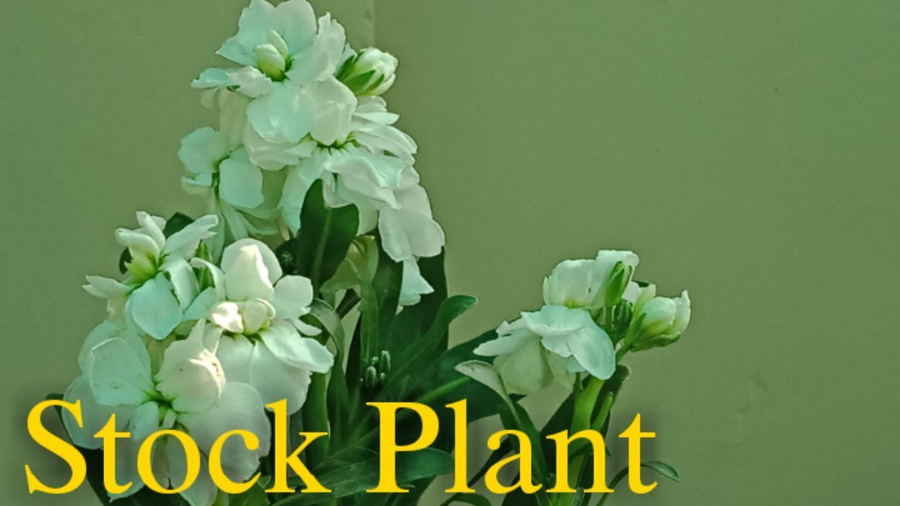 How to Care Stock Plant / Matthiola incana / Winter flowering Plant स्टोक पौधे की देखभाल कैसे करे