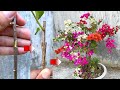 Cách ghép cây hoa giấy nhiều màu | Grafting Bougainvillea