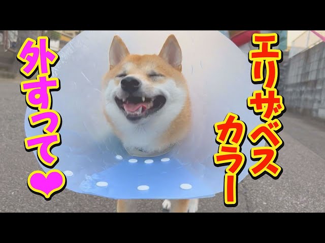 This adorable Shiba Inu dog is walking happily, confident that his