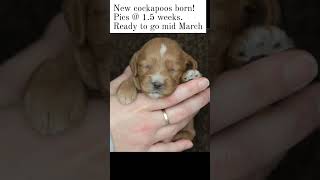 Sweet Cockapoos!  #newbornpuppies
