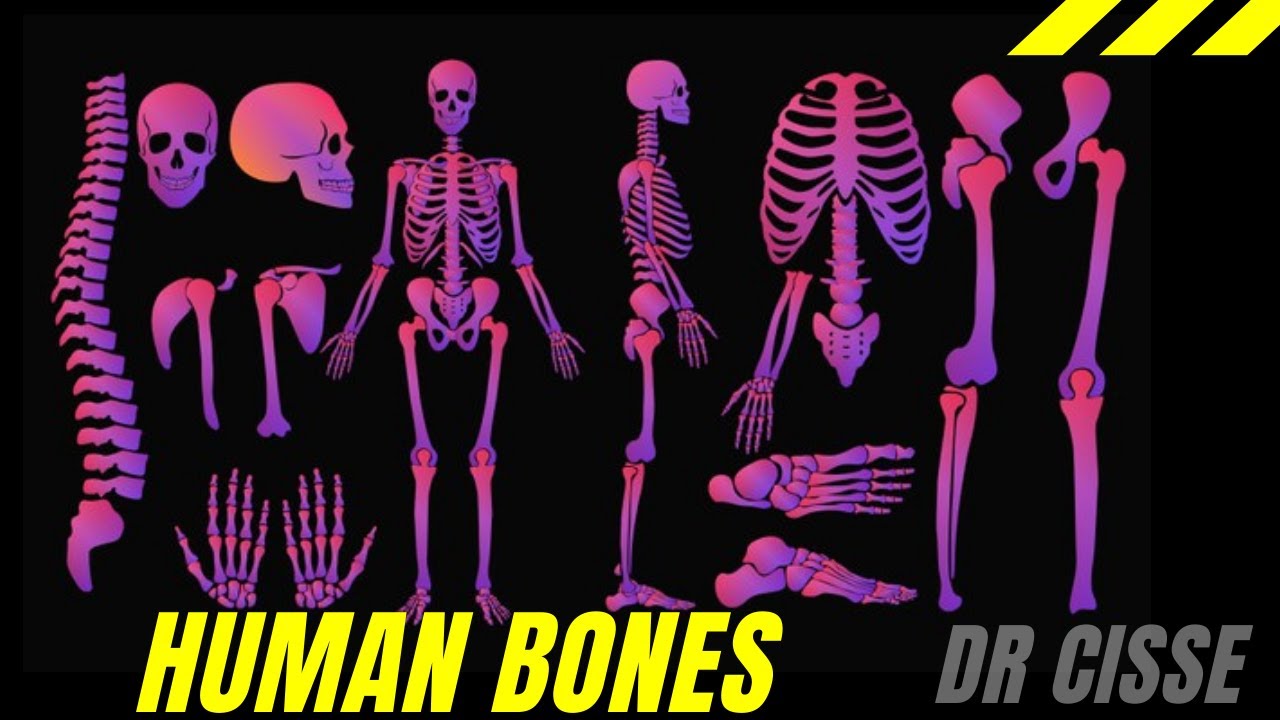 Day bones. Bones in English. Human Bones алкоголь. Кости п на английском. Human Bones g'ilofi.