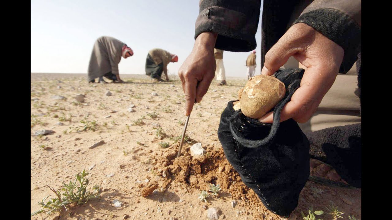 ذهبوا لجمع الكمأة ولم يعودوا في سوريا | لم الشمل