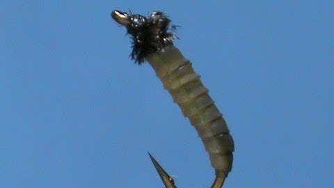 Fly Tying a Deer Creek Caddis Larva with Jim Misiura
