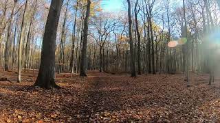 Waldspaziergang, Waldlauf virtual Jogging, Sonnenschein, durch den herbstlichen Wald, Waldgeräusche