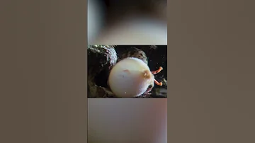 Battle Of Moray Eels Against Fugu Fish 