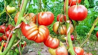 Download Lagu Growing to harvesting heirloom tomatoes from seeds MP3