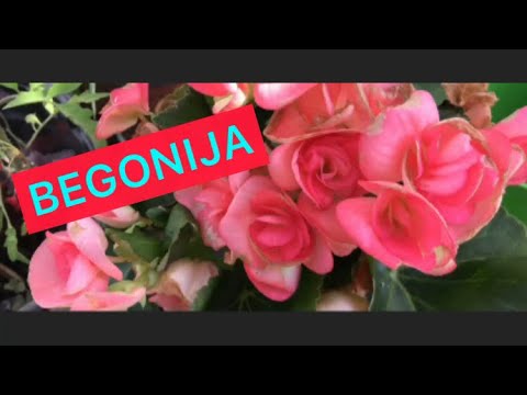 Video: Hranjenje gomoljaste begonije: saznajte više o gnojidbi cvijeća gomoljaste begonije