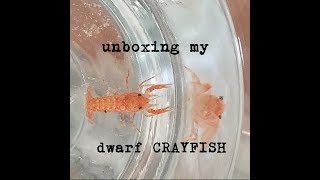 Unboxing my Dwarf Crayfish