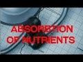 BIOLOGY LECTURE | GRADE 11| ABSORPTION OF NUTRIENTS |