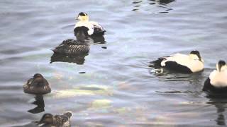Common Eiders Cooing