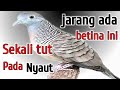 Perkutut betina memanggil jantan!! Sangat ampuh bikin jantan jadi rame.