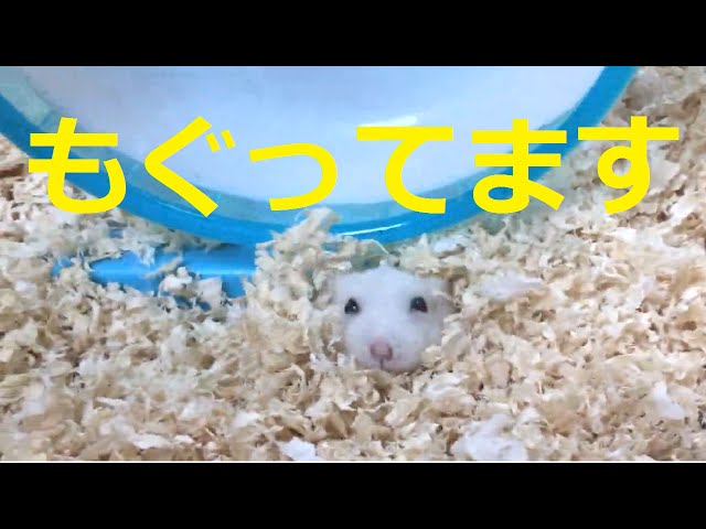 ハムスター☆かわいいもぐって遊び中♪(ジャンガリアンおもしろ動画)