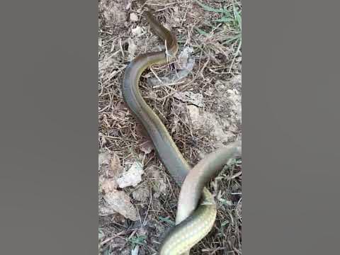 Two snakes wrapped around each other #short - YouTube