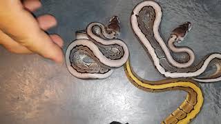 Follow up! Clutch #10: VPI Axanthic G-Stripe X Champagne Pin het VPI Axanthic