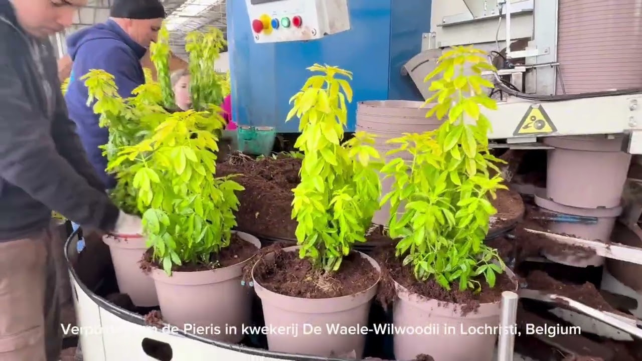 Verpotten Choisya in Kwekerij De Waele Wilwoodii in Lochristi