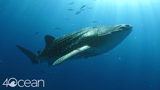 Protecting Whale Sharks 4ocean