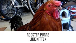Rooster Purrs Like a Kitten (Pet Chicken) Chicken Sounds