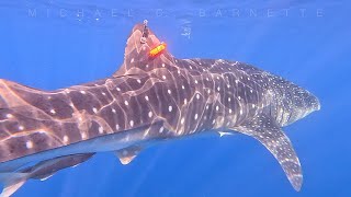 TAGGING THE LARGEST SPECIES OF SHARK OFF FLORIDA!