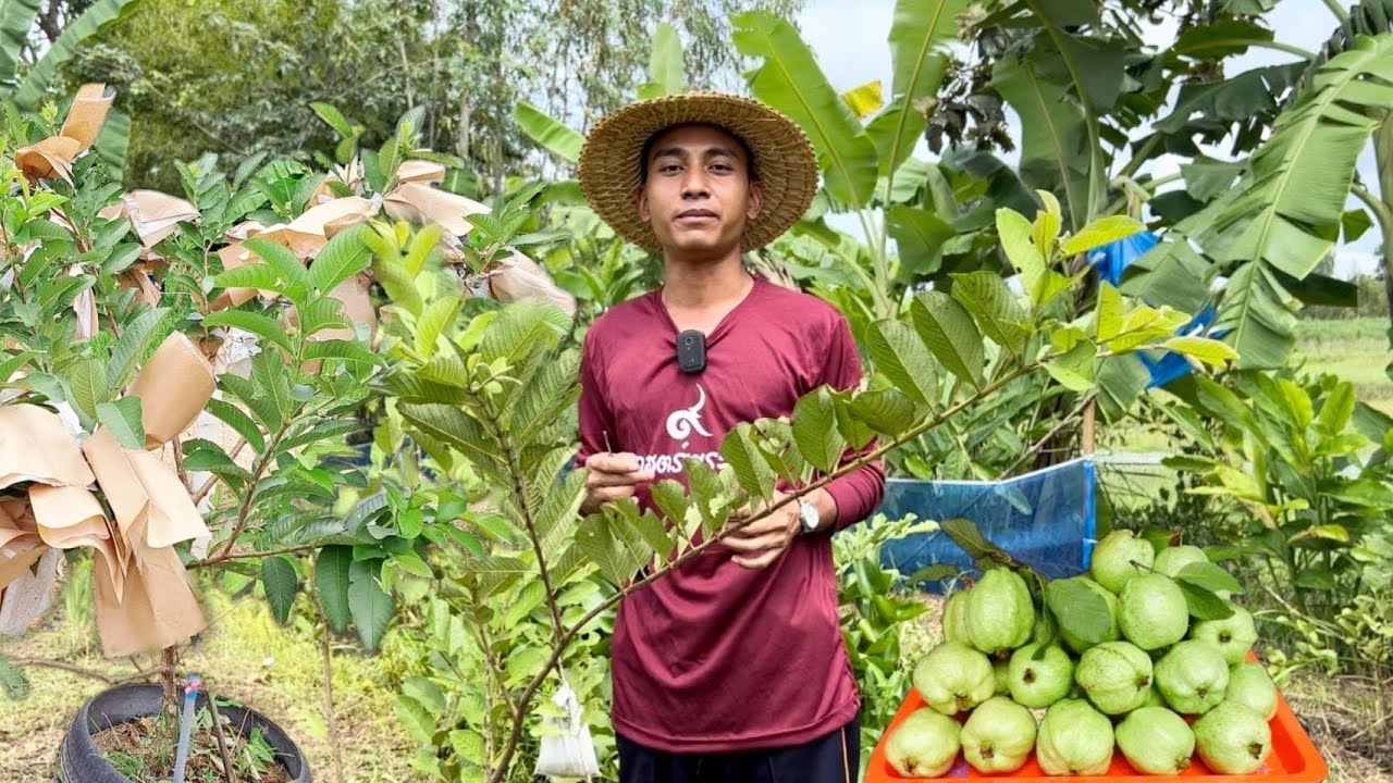 ปลูกฝรั่งมาหลายปี ไม่มีลูกสักที ทำง่ายๆตามวิธีนี้!!