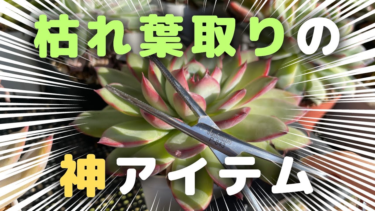 Succulents] I wish I had bought this sooner! This god-tier tool