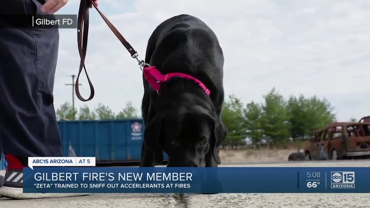 Gilbert Fire Department gets new team member YouTube