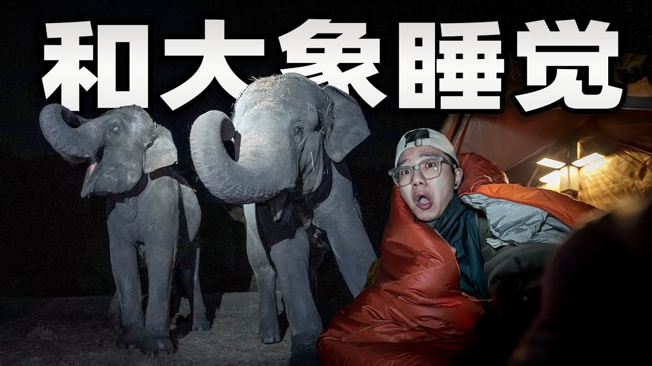 挑战和大象一起睡觉是什么体验？它鼻子差点把我东西卷走了！