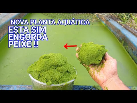 Vídeo: Plantas Aquáticas Para Peixes Comer: Aprenda Sobre Plantas Comestíveis Para Peixes