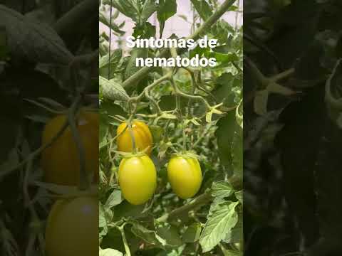 Video: Tomaattijuurisolmusukkulamadot - Tietoja tomaateissa olevien sukkulamatojen hoidosta