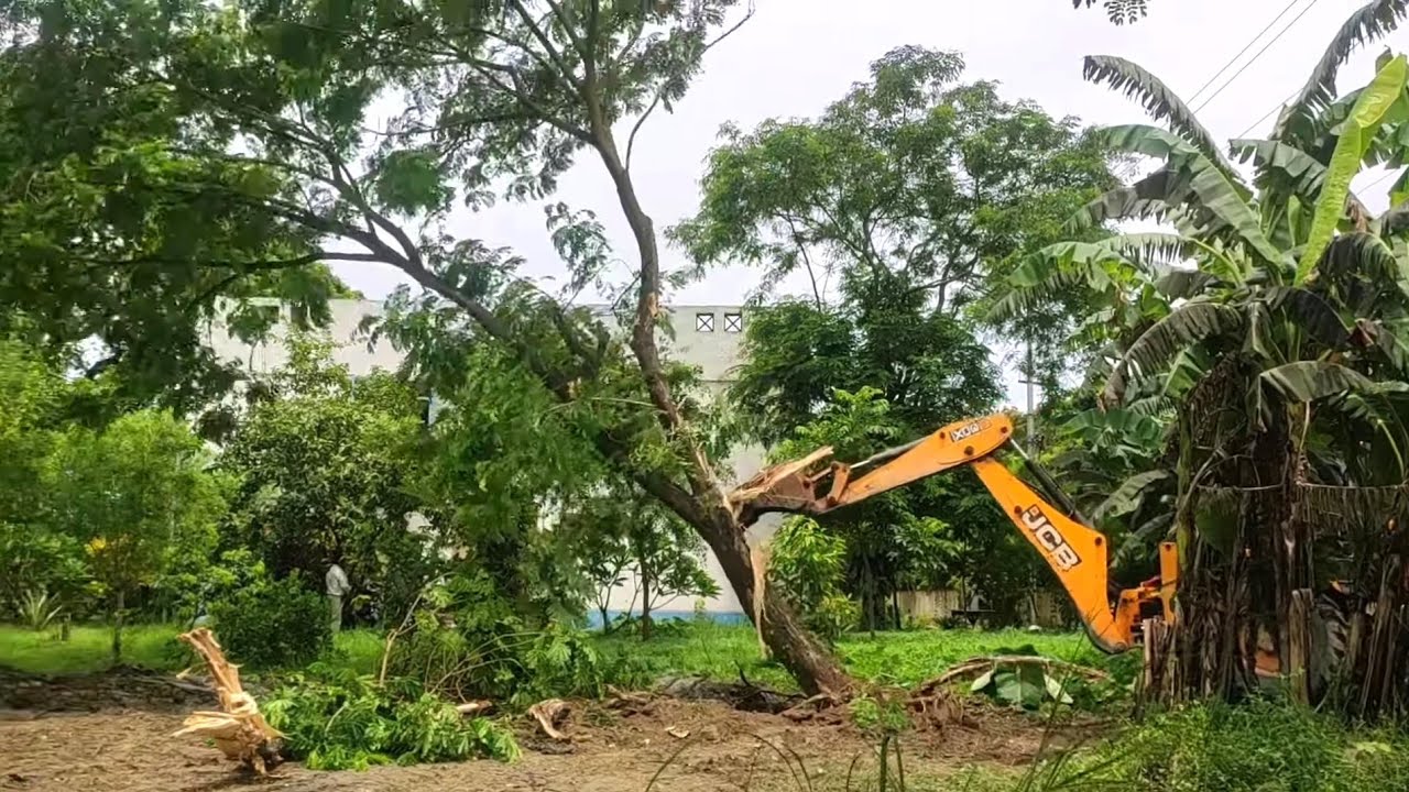 Jcb work | jcb big tree remove | backhoe loader | pushing down tree | jcb video