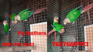 Pv feathers small conure current stock birds