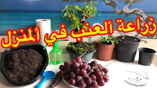 زراعة العنب في المنزل جدآ سهله من البذره