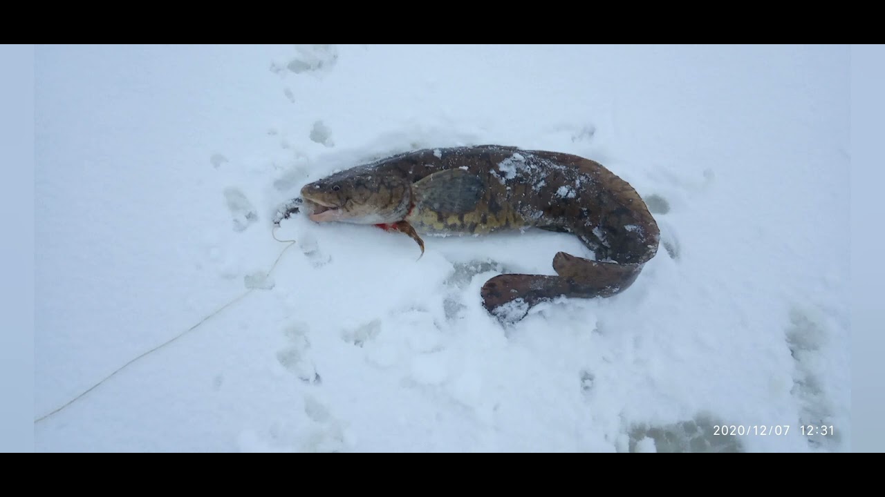 рыбалка 🎣 - YouTube