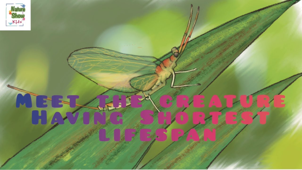 What Is The Shortest Lifespan Creature On The Earth Mayfly what-is-the-shortest-lifespan-creature-on-the-earth-mayfly