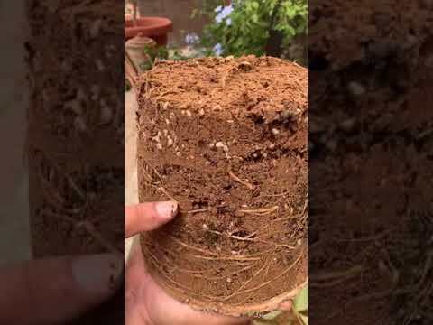 فيديو: كيفية زراعة شتلات البطونية في المنزل