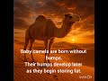 interesting facts about camels 🐪 #informative #factshorts #camels #youtubeshorts #TheAiAnthology