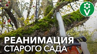 ОБРЕЗКА СТАРОГО САДА. КАК ОМОЛОДИТЬ СТАРЫЕ ДЕРЕВЬЯ?