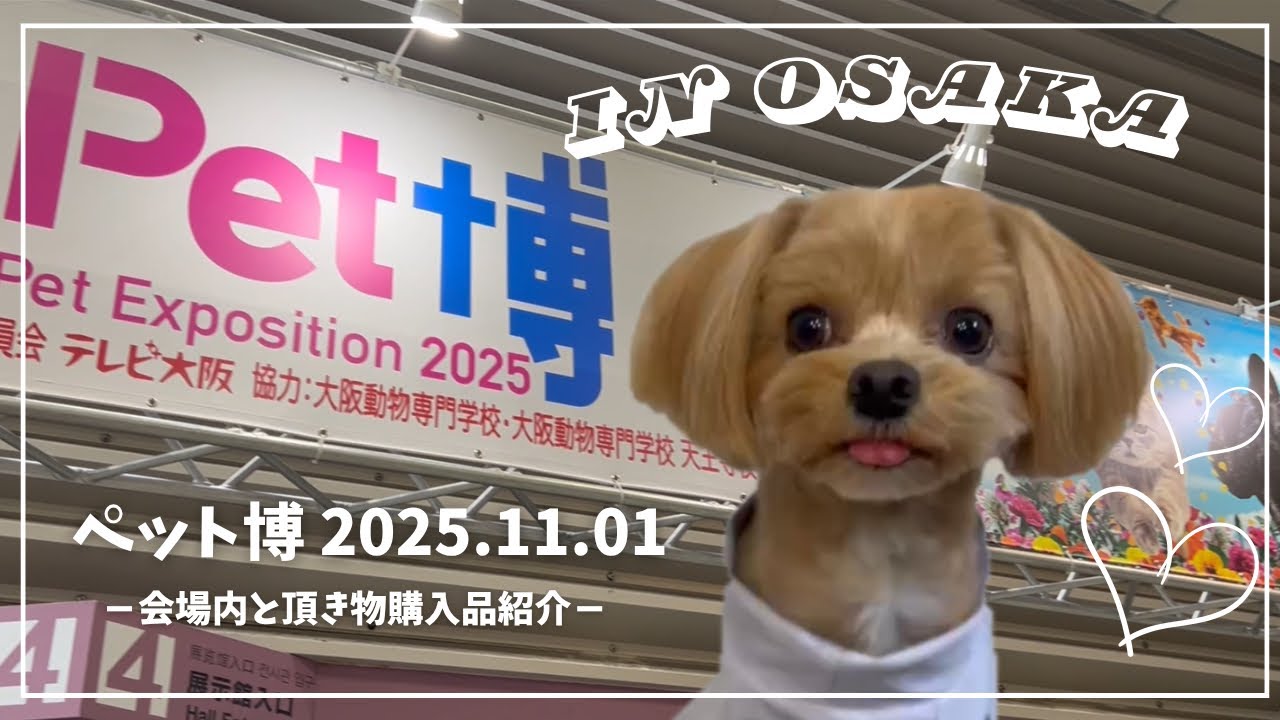 【ペット博】Pet博2025In大阪に初めて行ってみたポメプー‼︎お買い物＆会場レポ🐶✨