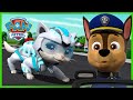 Pups Meet the Cat Pack for the first time! | PAW Patrol | Cartoons for Kids Compilation