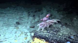 Dumbo Octopus filmed off of Roatán Honduras at 2000 feet