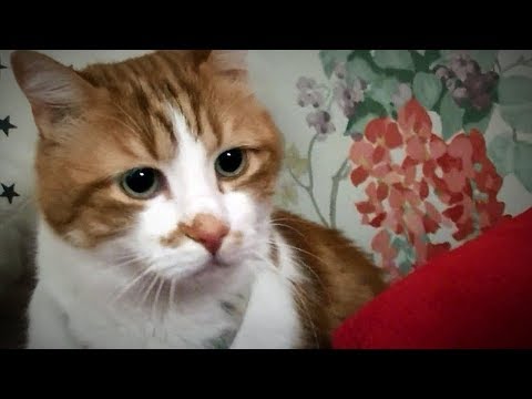 怖い！家の中に何かがいる！猫が怯えて隠れるまでになった