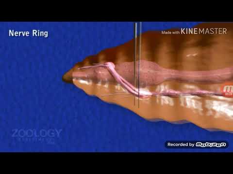 فيديو: في دودة الأرض يتشكل العصب حولها؟